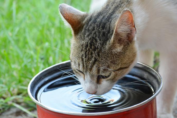maček, poletje, hišni ljubljenček | Na oskrbo hišnih ljubljenčkov je treba biti pozoren predvsem v vročih poletnih mesecih. | Foto Shutterstock