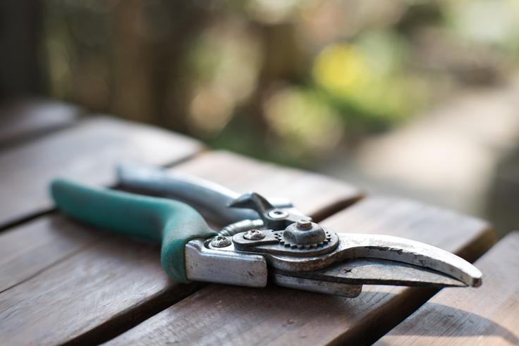 Vrtne škarje oz. ročni obrezovalnik uporabite predvsem za rezanje in obrezovanje tankih vej in poganjkov ter tudi trav in drugih grmovnic. | Foto: Shutterstock