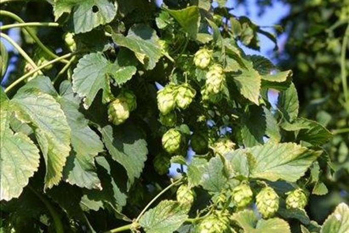Hmeljarji pričakujejo normalno letino