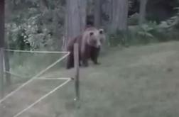 To je medvedka z mladičem, ki lomasti po Rakitni #video