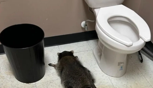 Rakun vdrl v trgovino z alkoholom, se napil in obležal. Kaj se je zgodilo potem?