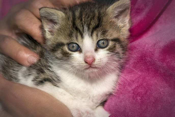 Majhen muc | Mucka so našli med rutinskim nadzorom vozil na avtocesti blizu mesta Würzburg na jugu Nemčije. | Foto Guliverimage