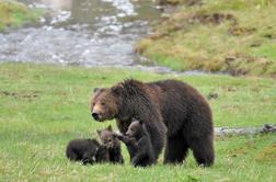 Medvedka ni nevarna, a lovci svetujejo previdnost