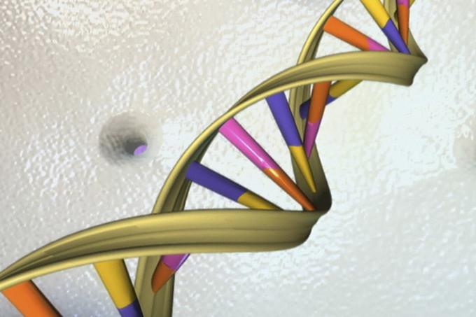 Postopek oploditve poteka tako, da so iz jajčeca mame odstranili del DNK, ki je povzročal dedno bolezen. "Zdravo" DNK so nato vstavili v jajčece darovalke. Otrok je tako podedoval DNK obeh svojih staršev in še tretje osebe.  | Foto: Reuters