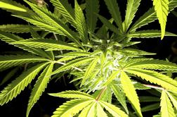 Devetnajst milijonov Evropejcev kadi marihuano