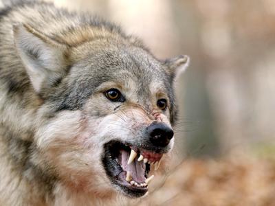 V središču Hamburga volk ugriznil žensko