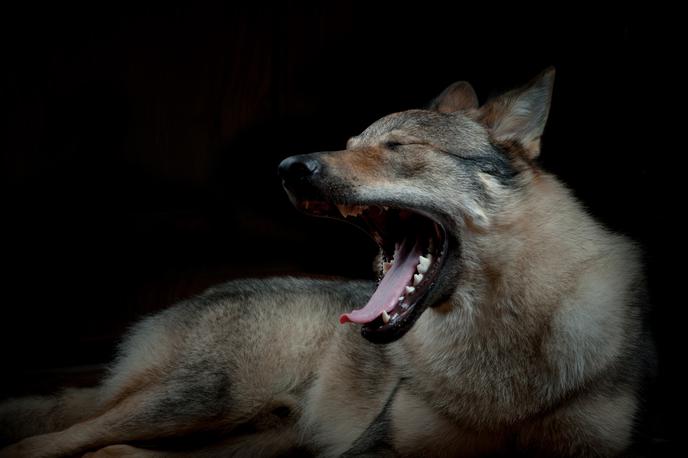 Češkoslovaški voljčaj, pes | Češkoslovaški volčjak je nastal pred približno 70 leti na Češkoslovaškem s parjenjem nemškega ovčarja in volka.  | Foto Getty Images