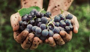 Kaj vpliva na okus vina, zemlja ali mikrobi?