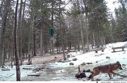 Na Pohorje so se po več desetletjih vrnili volkovi #foto