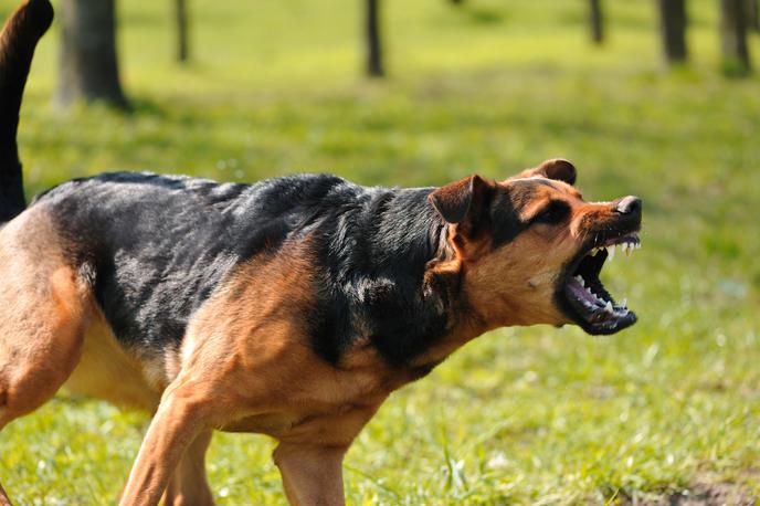 Pes | Predlog novele zakona prinaša tudi popolno prepoved privezovanja psov. | Foto Shutterstock