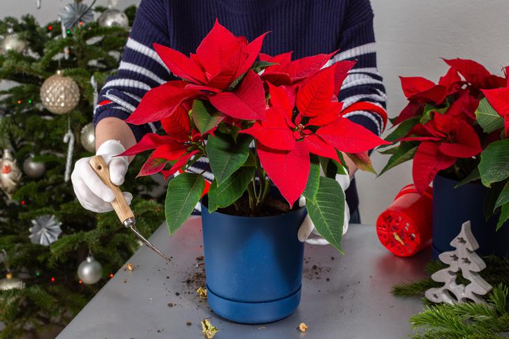 V Evropi se je rastlina uveljavila v 20. stoletju kot praznični okras zaradi intenzivnih barv v času zime. | Foto: Shutterstock