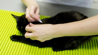 Koliko zaslužijo največji veterinarji?