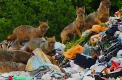 Srhljiv prizor s Pelješca: "Ko 'živali' strežejo hrano živalim" #video