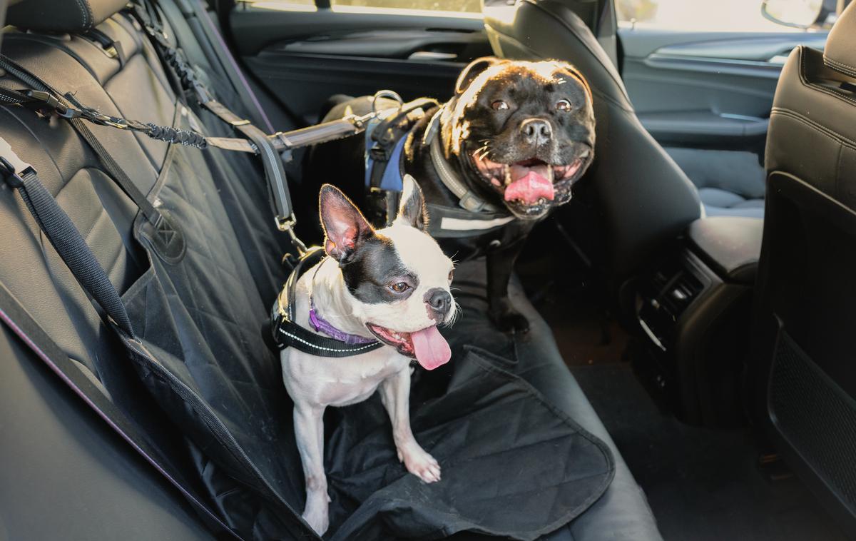 Pes, psi v avtu | Foto Shutterstock