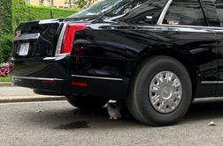 Trumpov avto okupiral trmast protestnik: maček Larry #foto #video