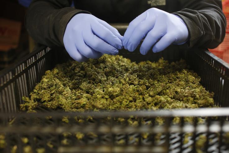 marihuana | Foto: Reuters