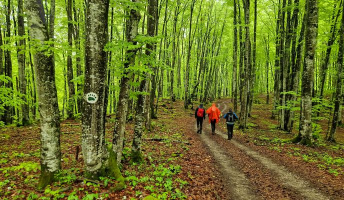 Si upate po medvedovih stopinjah? Prijavite se lahko v torek.