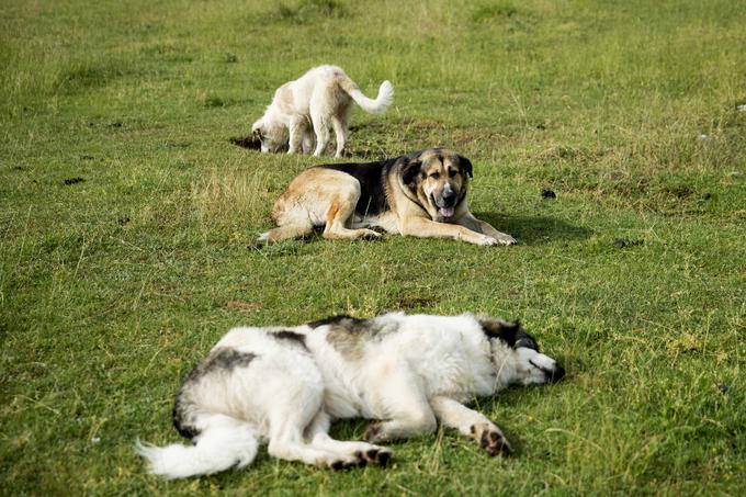Družinska kmetija Sedmak pastirski psi tornjaki pes Pivka | Foto: Ana Kovač