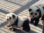 Panda kuži