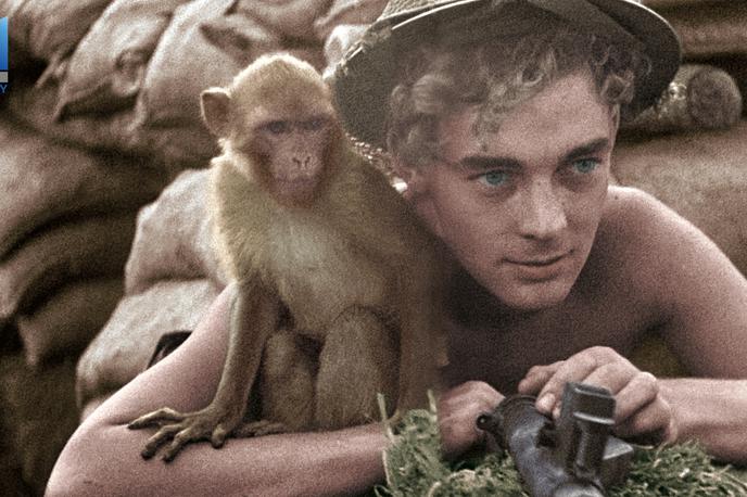 December na Viasat History | Dvodelni dokumentarec Živali v vojni nam bo predstavil vlogo živali v bitkah druge svetovne vojne. | Foto ZED