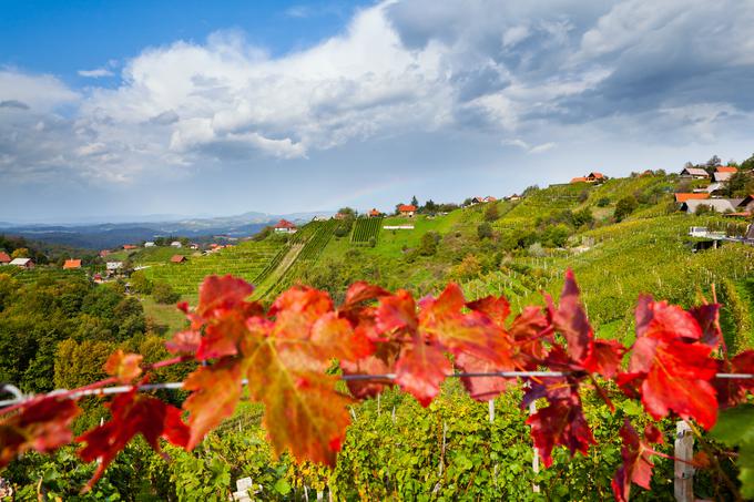 Čudoviti vinogradi Dolenjske. Foto: Jošt Gantar | Foto: 