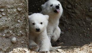 Prisrčna medvedja dvojčka uganjata norčije v živalskem vrtu (foto in video)