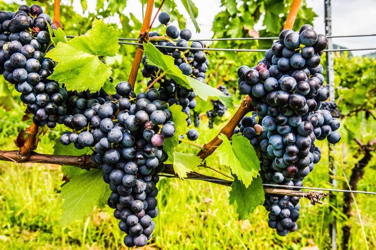grozdje | Foto: Guliverimage