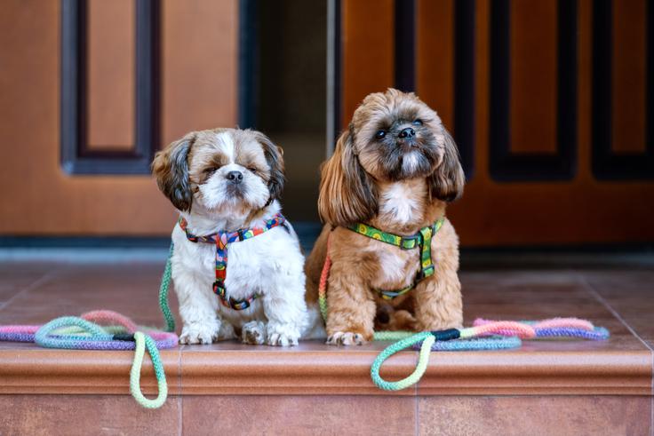 Shih tzu, pes, pasma | Foto: Shutterstock