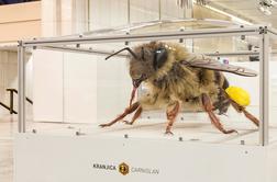 V Ljubljano priletela gigantska čebela #foto