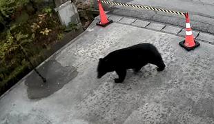 V tej državi v boj proti medvedom pošiljajo vojsko #video