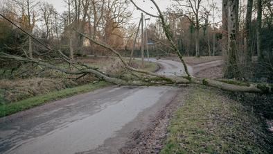 Padec drevesa usoden za občana Žužemberka