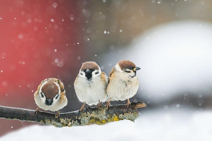 hranjenje ptic | Foto Getty Images