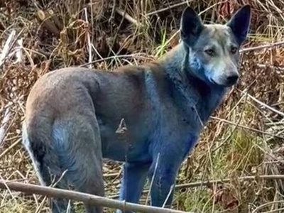 V Černobilu skoraj 40 let po katastrofi opazili modre pse. Kaj je v ozadju?