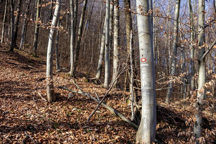 Oznake za CPP nas usmeri na strmo vzhodno pobočje Srebotnika. | Foto: Matej Podgoršek