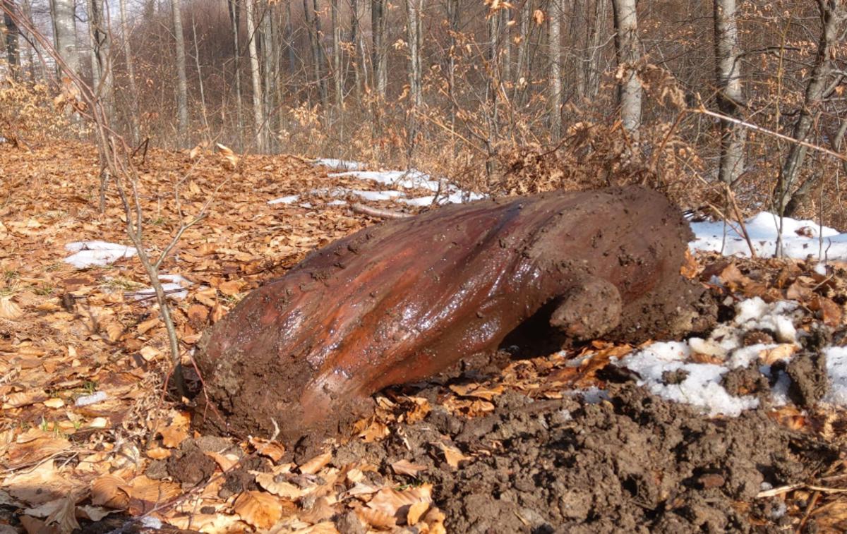 Več kot 6.500 let stara jelka, ki so jo med obnovo kala našli v Čadrgu. | Foto Javni zavod Triglavski narodni park (TNP)