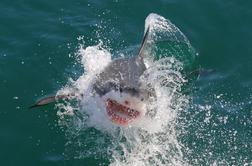 Čudež med valovi: deskar preživel napad belega morskega psa #video