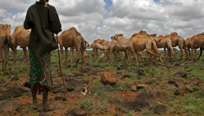 Na območju Marsabita živi približno toliko kamel kot ljudi. Prebivalci v veliki meri živijo od živine, povpraševanje po kamelah pa je vedno večje. | Foto: Getty Images