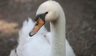 Enega najhitrejših vlakov na svetu ustavil labod