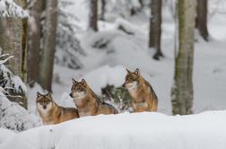 V okolici Plitviških jezer kamera ujela trop volkov v lovu za hrano #video
