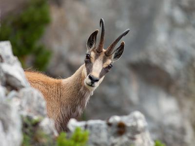 Gams obležal pod streli