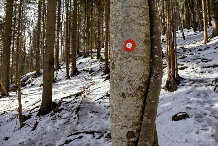 Pot je markirana, največ višincev naredimo že v prve pol ure. | Foto: Matej Podgoršek