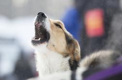Psa v polarnem mrazu pustil na prostem, čaka ga kazenska ovadba