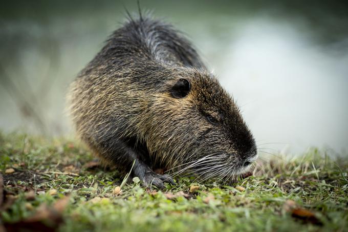 Nekateri nutrijam rečejo tudi vodne podgane, a jim s tem morda delajo nekaj krivice. | Foto: Ana Kovač