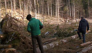 Slovenija bo les, ki so ga na črno posekali hrvaški gozdarji, podarila na Hrvaško #video
