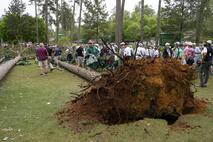 golf Augusta drevesa