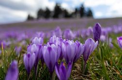 Na Veliki planini jih še lep čas ne bo, na Mrzlem vrhu so privabljali množice