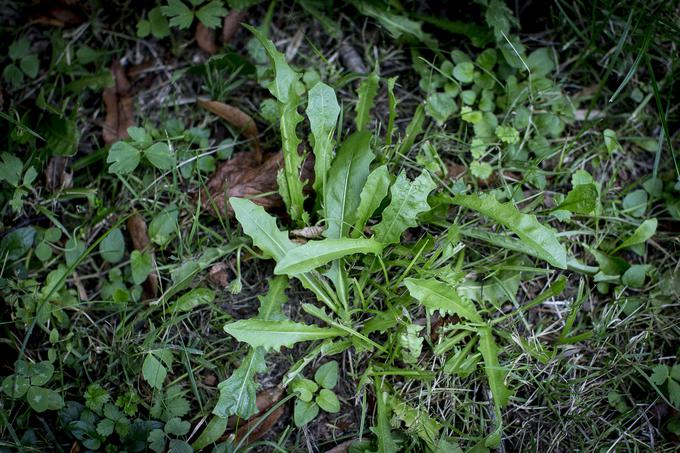 Otavčič - prav tako užitna divja rastlina, ki jo tudi v tem času najdete v mestnem parku. | Foto: Ana Kovač