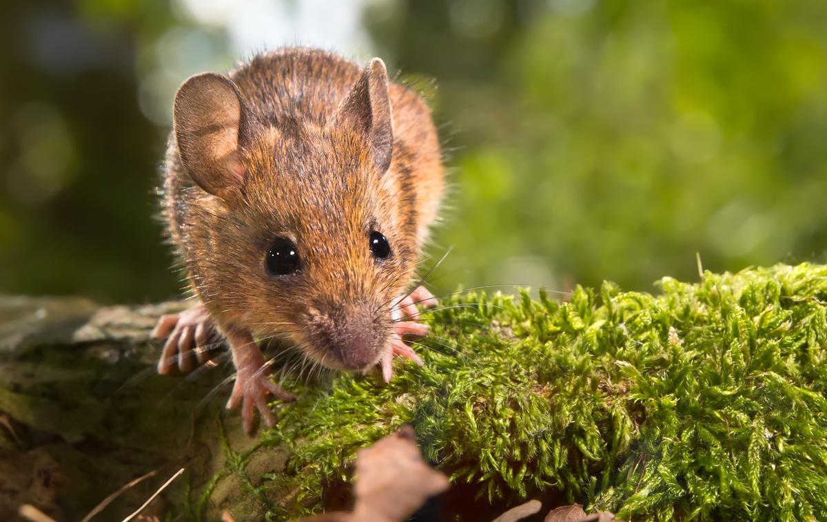 Miš | Na NIJZ kot vzrok za tolikšen porast primerov mišje mrzlice letos navajajo, da je bukev lani v jeseni obilno rodila. | Foto Getty Images