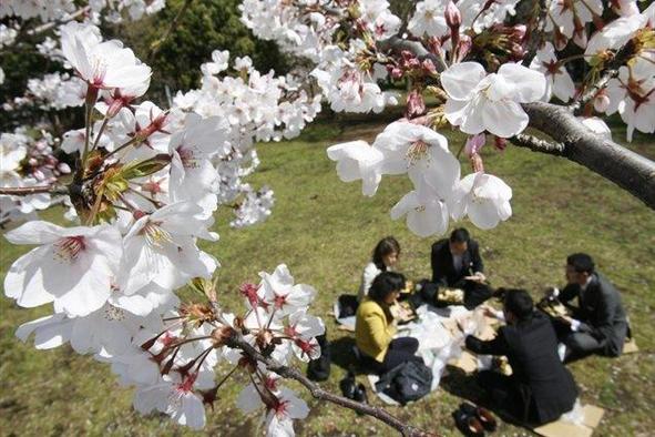 Japonske češnje zacvetele prej kot običajno