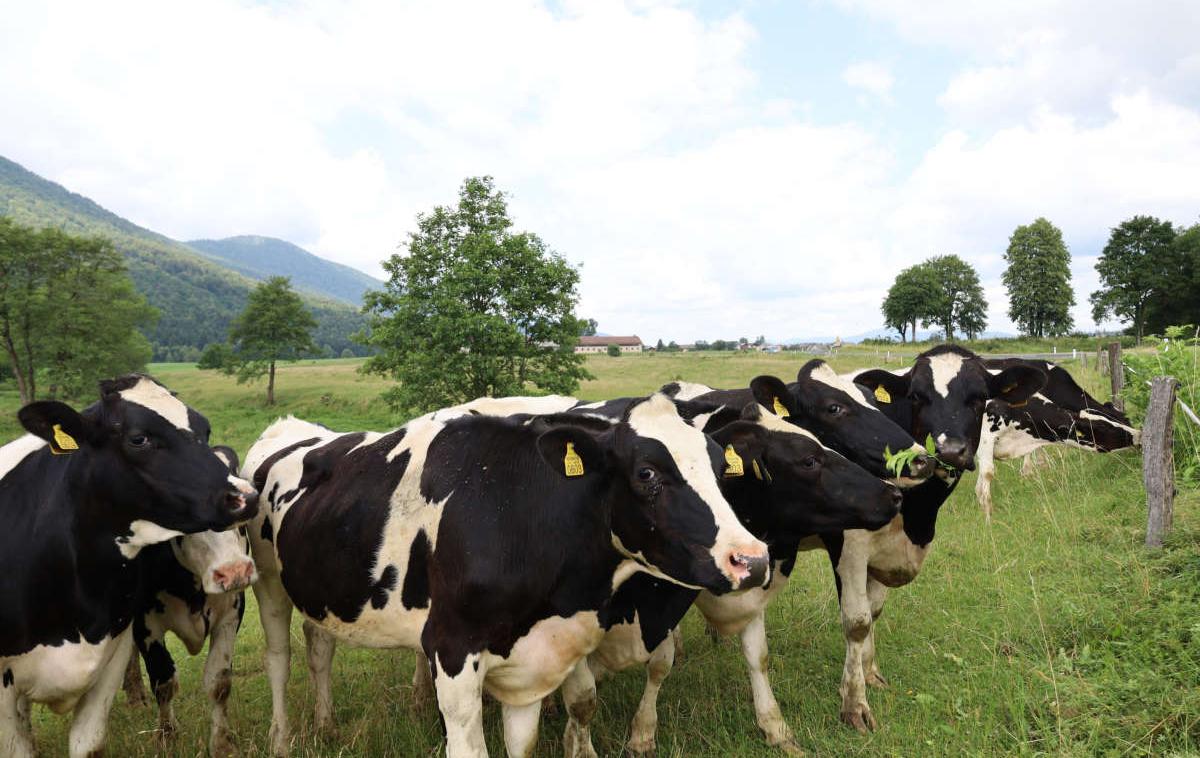 Farme.Ihan_1200 | Preskrbo z govejim svežim mesom zagotavljajo z nakupom goveda, ki je bilo rojeno in vzrejeno v Sloveniji. | Foto Farme Ihan